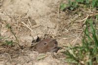 Sommerfest Baumberge 2010 283